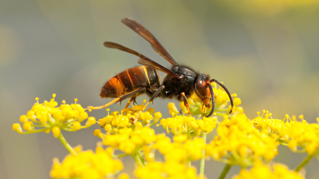 A wasp rests on a flower