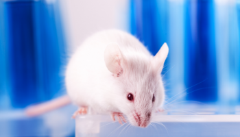 behaviors driving relapse in rats