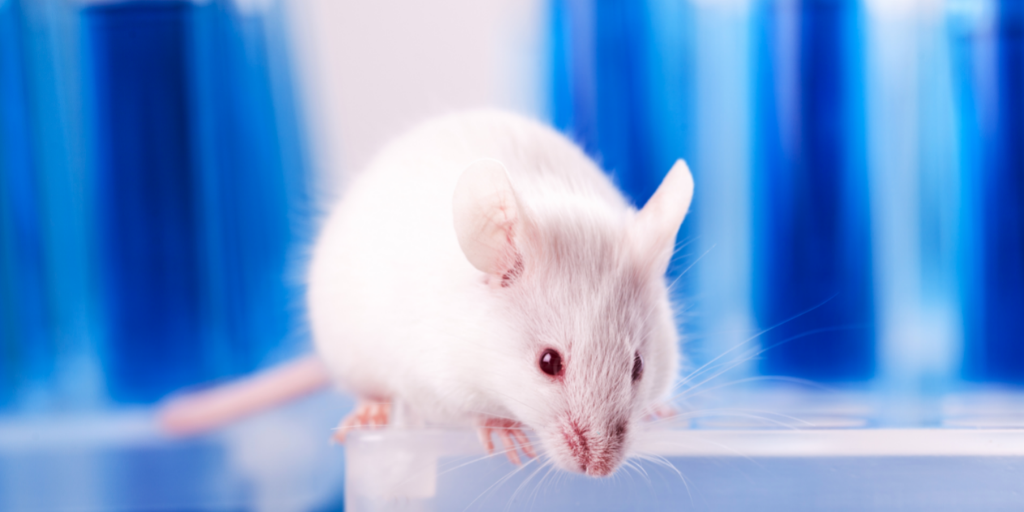 behaviors driving relapse in rats