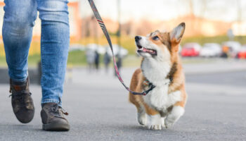 A person walks a dog. Learn more about finding pet friendly rehab and detox here
