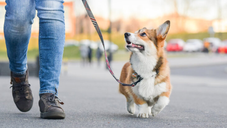 A person walks a dog. Learn more about finding pet friendly rehab and detox here