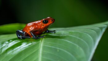 kambo frog poison detox