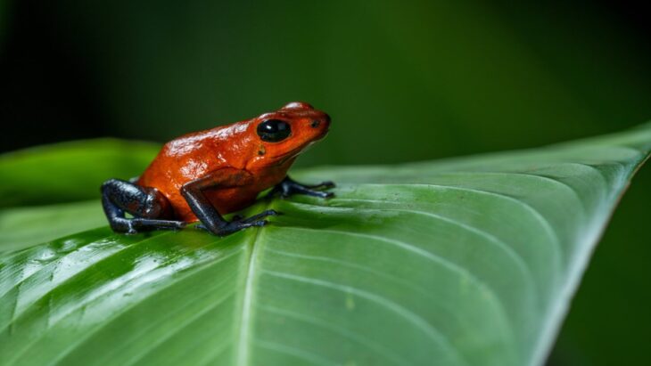 kambo frog poison detox