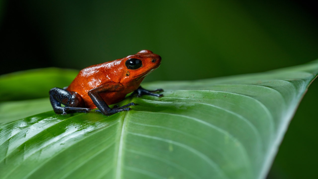kambo frog poison detox