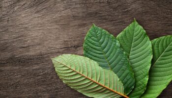 kratom extract withdrawal