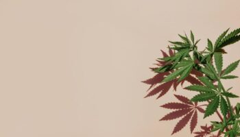 cannabis detox medication