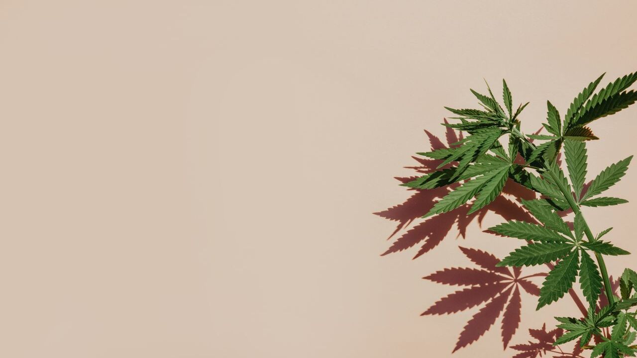 cannabis detox medication